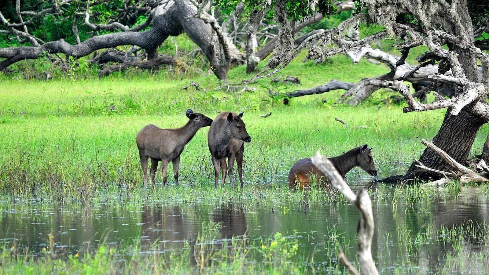 Deer by the Waterhole