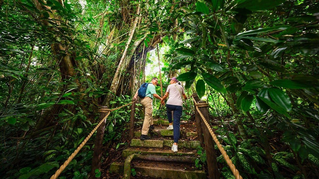 Rainforest Trails
